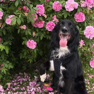 Meet your Posher, Genesis